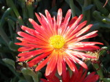 Botanischer Garten Calella de Palafrugell
